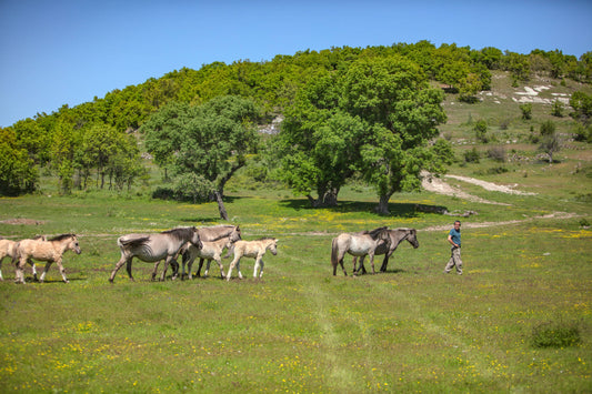 Eine Graslandschaft, im Hintergrund ein grüner Hügel. Eine Wildpferdeherde bewegt sich von links nach rechts durch den Bildausschnitt. An der Spitze des Zuges ein Mitarbeiter des Rewilding Rhodopes Teams.