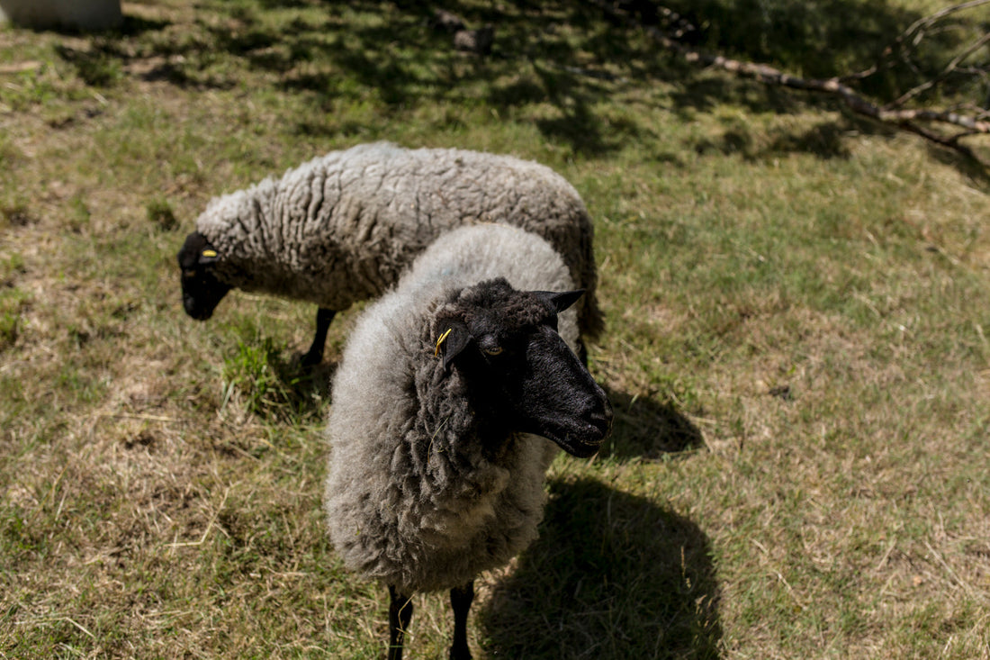 Zwei Pommernschafe mit grauer Wolle und schwarzem Kopf auf einer Wiese.