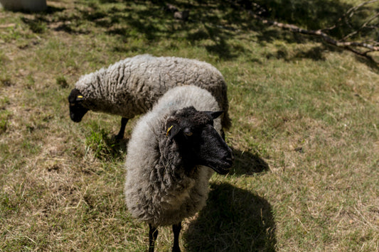 Zwei Pommernschafe mit grauer Wolle und schwarzem Kopf auf einer Wiese.